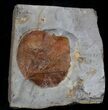 Fossil Leaf (Zizyphoides flabellum) - Montana #37207-1